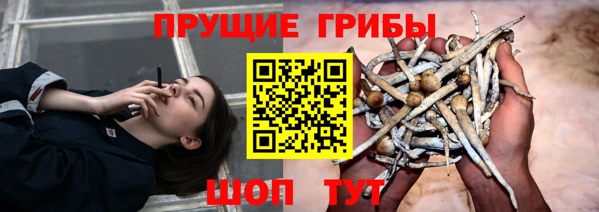 Галлюциногенные грибы GOLDEN TEACHER Осинники